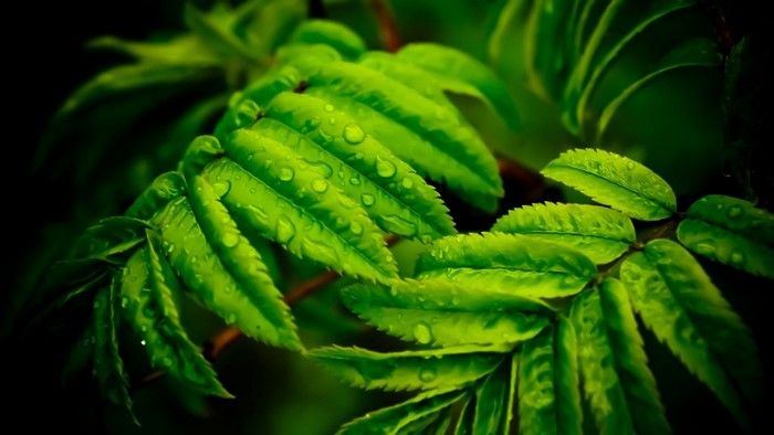 Close-up of wet green leaves on a branch