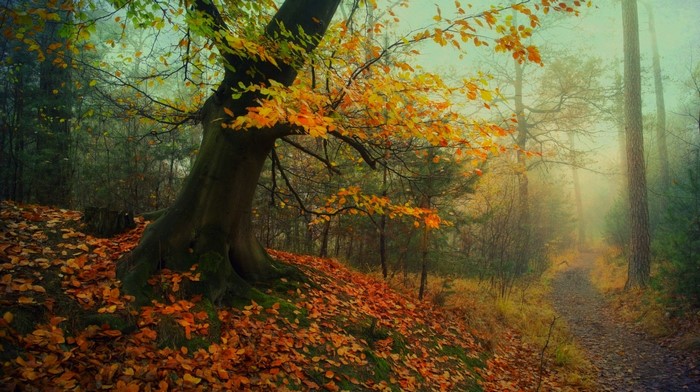 Autumn forest path with fallen leaves and mist