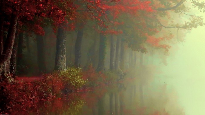Misty autumn forest with red leaves and river reflection
