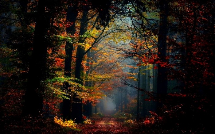 A misty forest path in autumn with colorful leaves