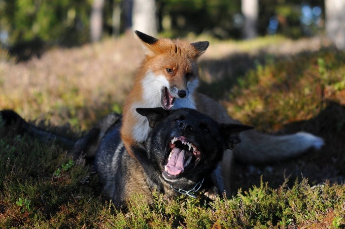 Fox attacking a black dog in a forest
