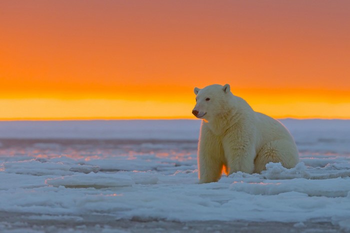 Polar bear sitting on ice at sunset
