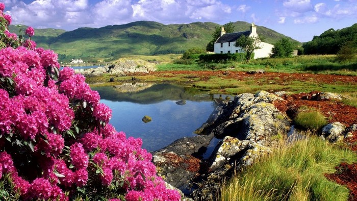 Pink Rhododendrons by a Scottish Loch with a White House