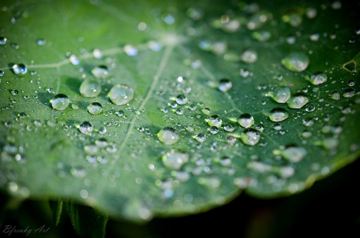 Close-up of water drops on a green leaf