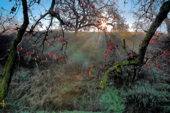 Sunbeams through trees in a misty autumn landscape