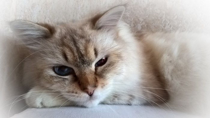 Close up of a Birman cat with heterochromia