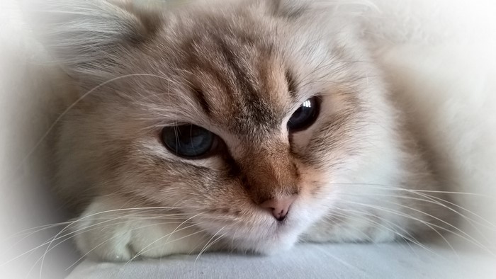 Close up of a fluffy cat's face with blue eyes