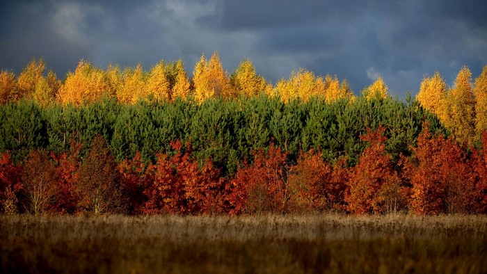 Autumn forest with yellow, green, and red trees under a cloudy sky