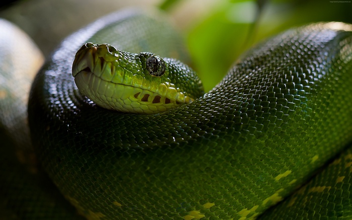 Green Python Snake Head and Scales