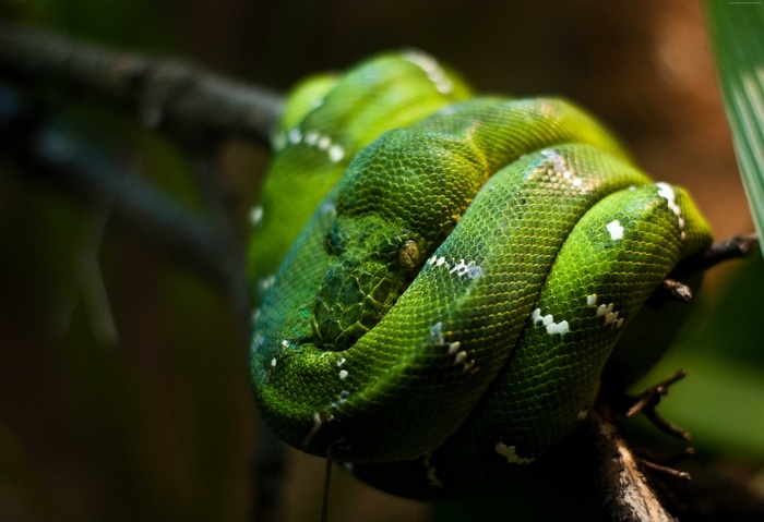 Emerald Tree Boa coiled on a branch