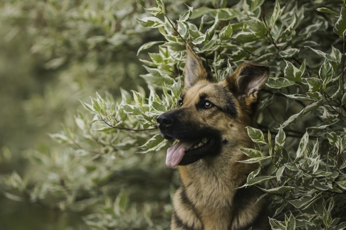 German Shepherd dog peeking through green leaves