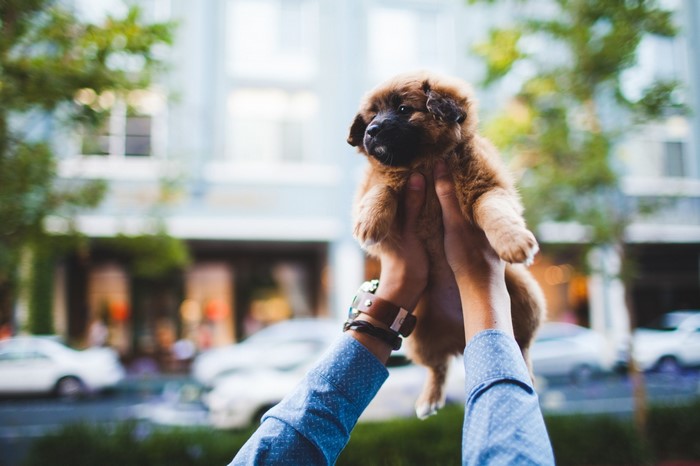Person holding a fluffy puppy outdoors