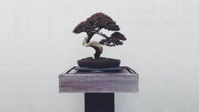 Bonsai tree on a wooden stand against a textured wall