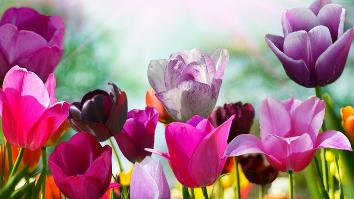 Pink and purple tulips in a garden