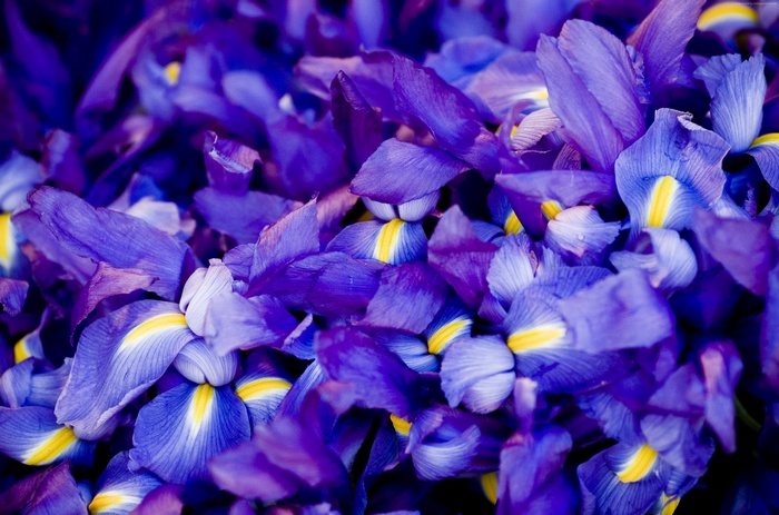 Macro shot of purple Iris flowers