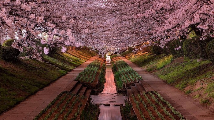 Cherry blossoms line a canal in Japan