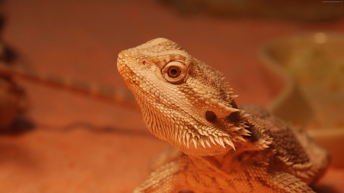 Close-up of a bearded dragon lizard