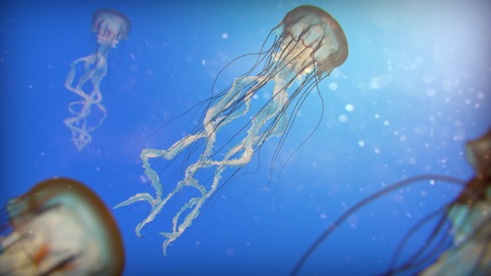 Jellyfish swimming in blue water