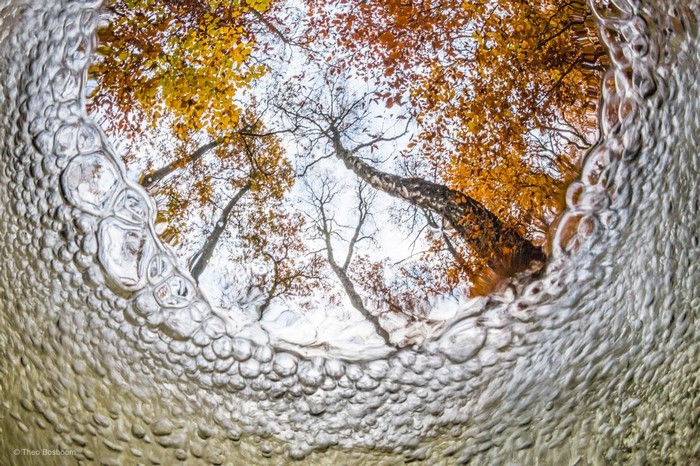 Underwater view of autumn trees through bubbles