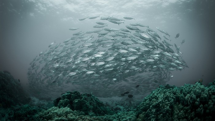 A large school of fish swims in the ocean near coral reefs.