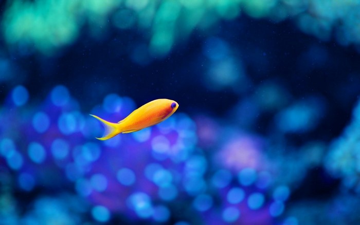 Orange fish swimming in blue bokeh water
