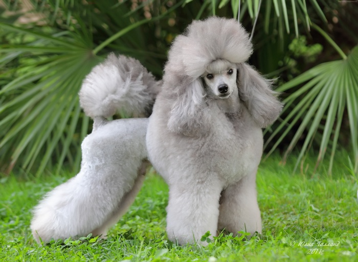 Poodle, grass, cute animals, grey