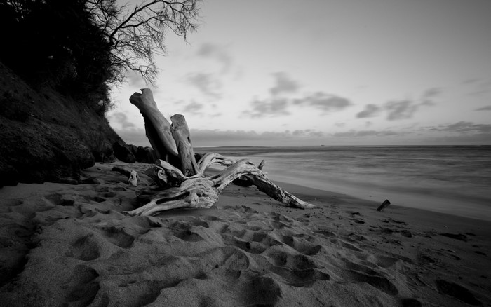 Driftwood on a sandy beach with ocean and clouds