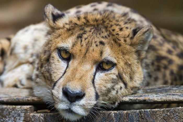 Close up of a cheetah resting on wooden planks