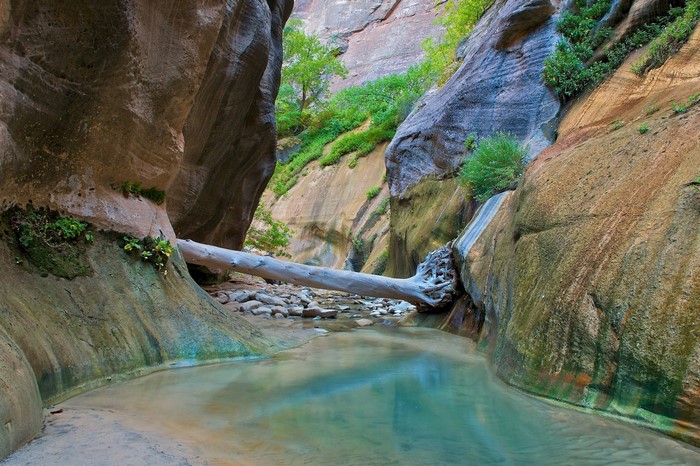 A fallen log bridges a narrow river in a sandstone canyon.
