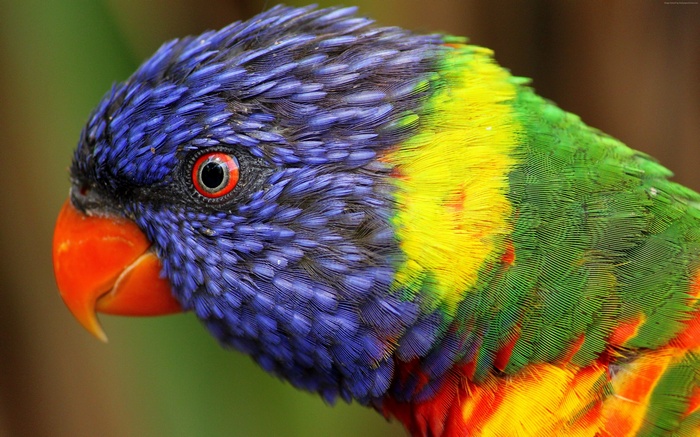 Close-up of a colorful rainbow lorikeet parrot