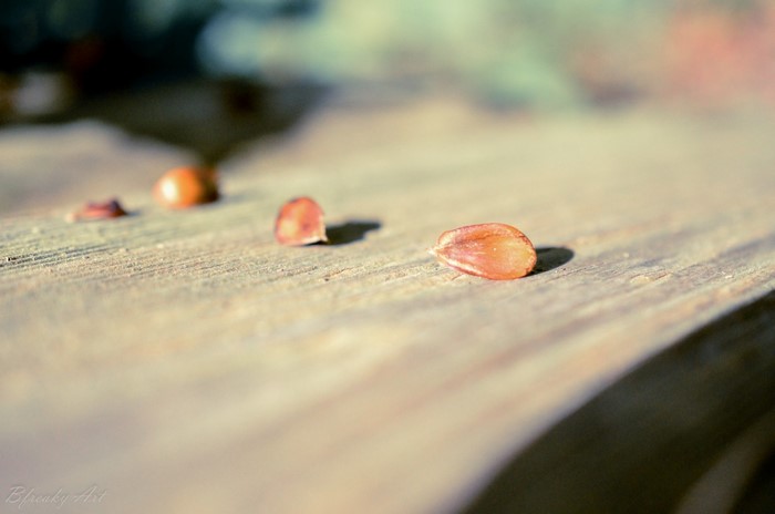 Close-up of seeds on a wooden surface