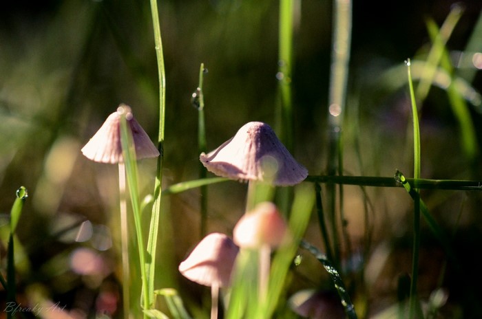 Mushrooms and grass with dew drops in sunlight