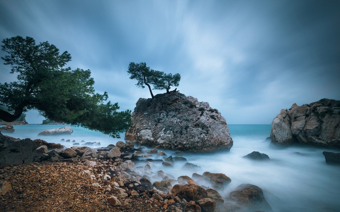 Trees on rocks in the sea with misty water