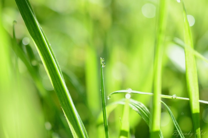 Close-up of grass with dew drops in sunlight