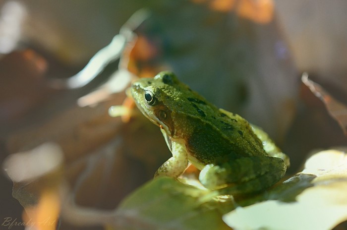 Green frog sitting on fallen leaves in nature
