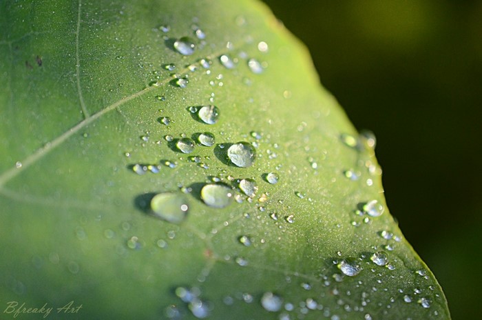 Close-up of water drops on a green leaf