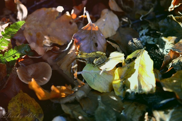 Frog resting on fallen autumn leaves