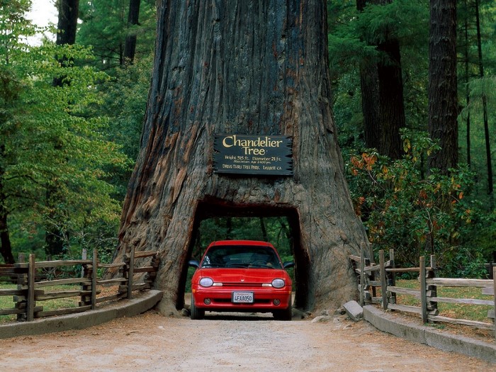 Chandelier Tree Drive-Thru Park, Leggett, CA