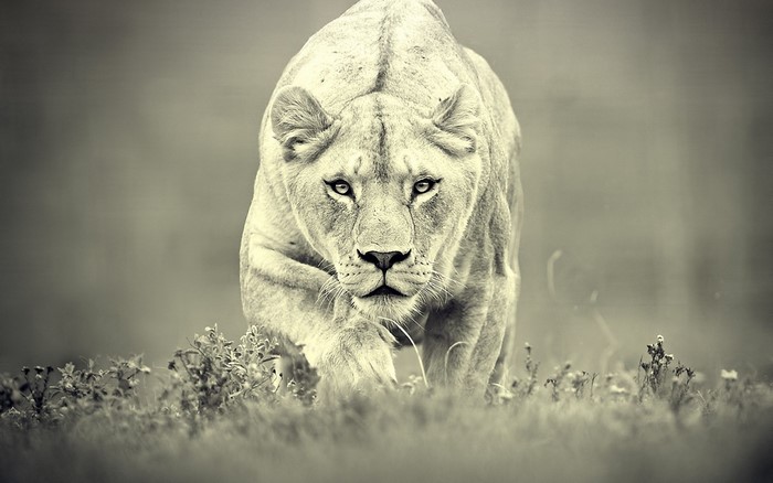 Close up of a lioness walking through grass