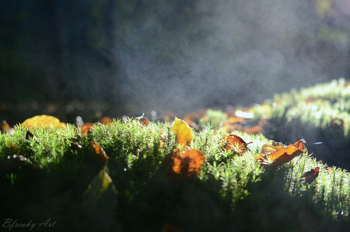 Moss and autumn leaves in misty forest sunlight