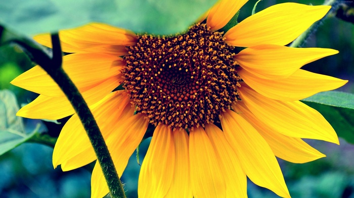 Sunflower macro photography