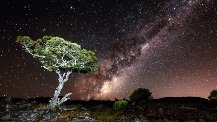 Tree under the Milky Way galaxy at night