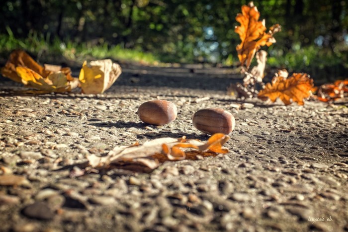 Acorns and autumn leaves on a path