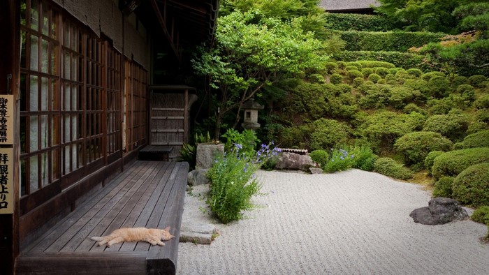 Cat sleeping on wooden porch of Japanese garden