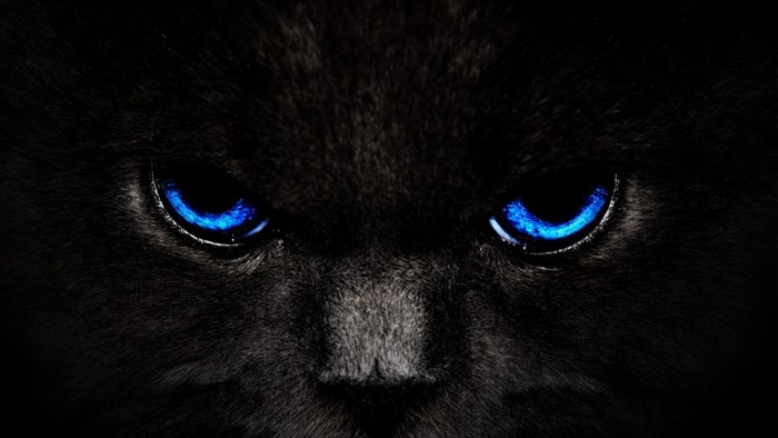 Close-up of a black cat with bright blue eyes