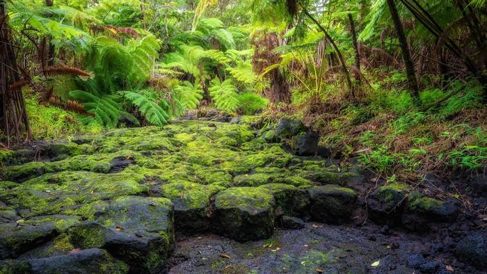 Moss-covered rocks and ferns in a rainforest