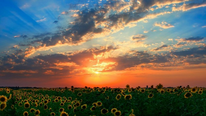 Field of sunflowers at sunset with dramatic clouds