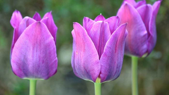 Three purple tulips in a garden