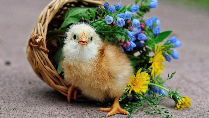 A fluffy chick peeks out of a basket with flowers