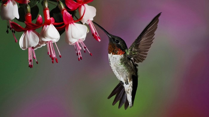 Hummingbird feeding on Fuchsia flowers